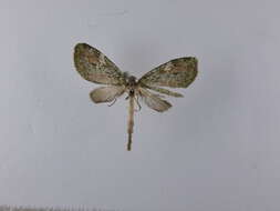 Image of Tatosoma topea Philpott 1903