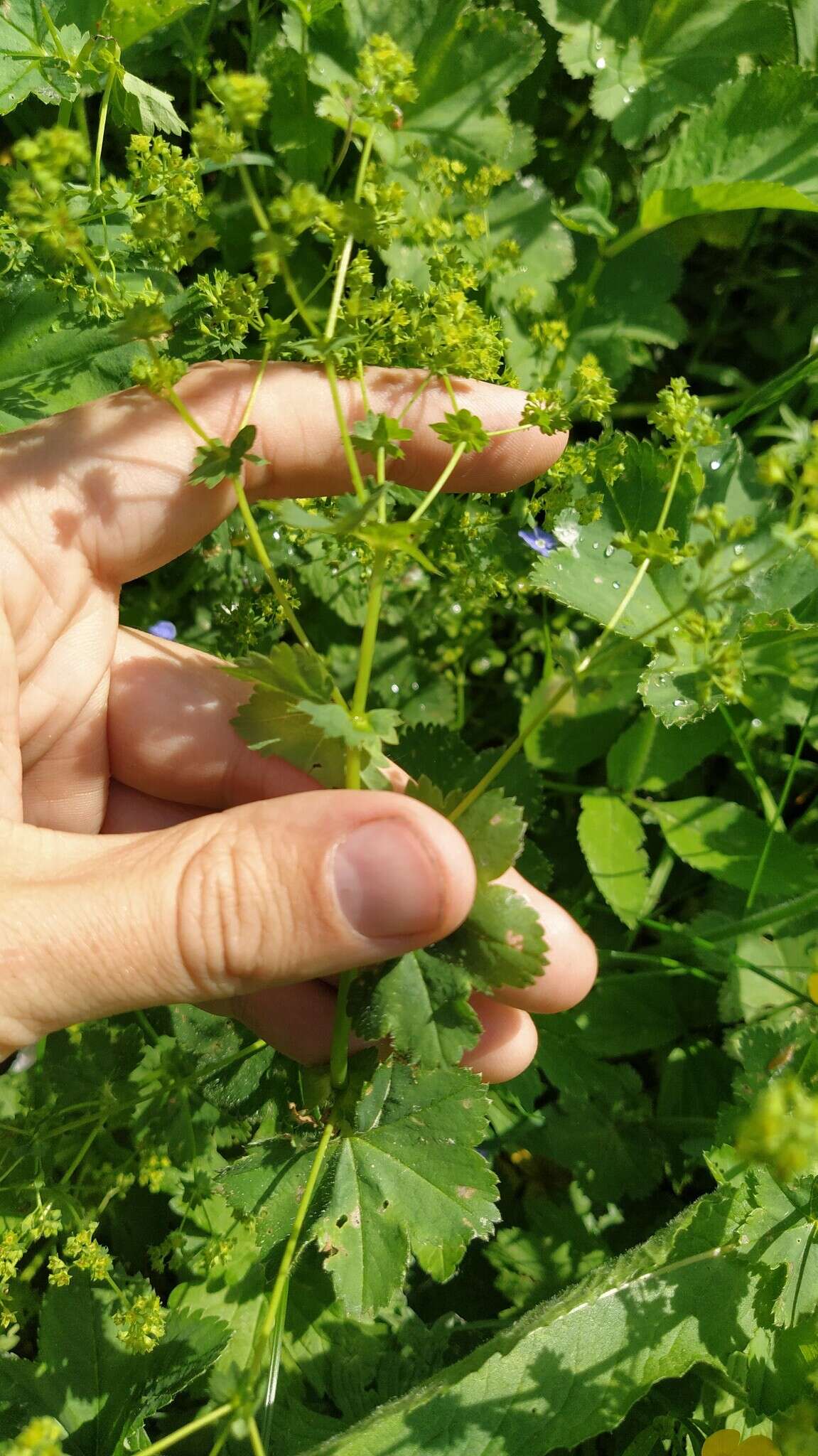 Image of Alchemilla devestiens Juz.