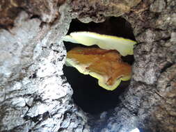 Image of Laetiporus gilbertsonii Burds. 2001