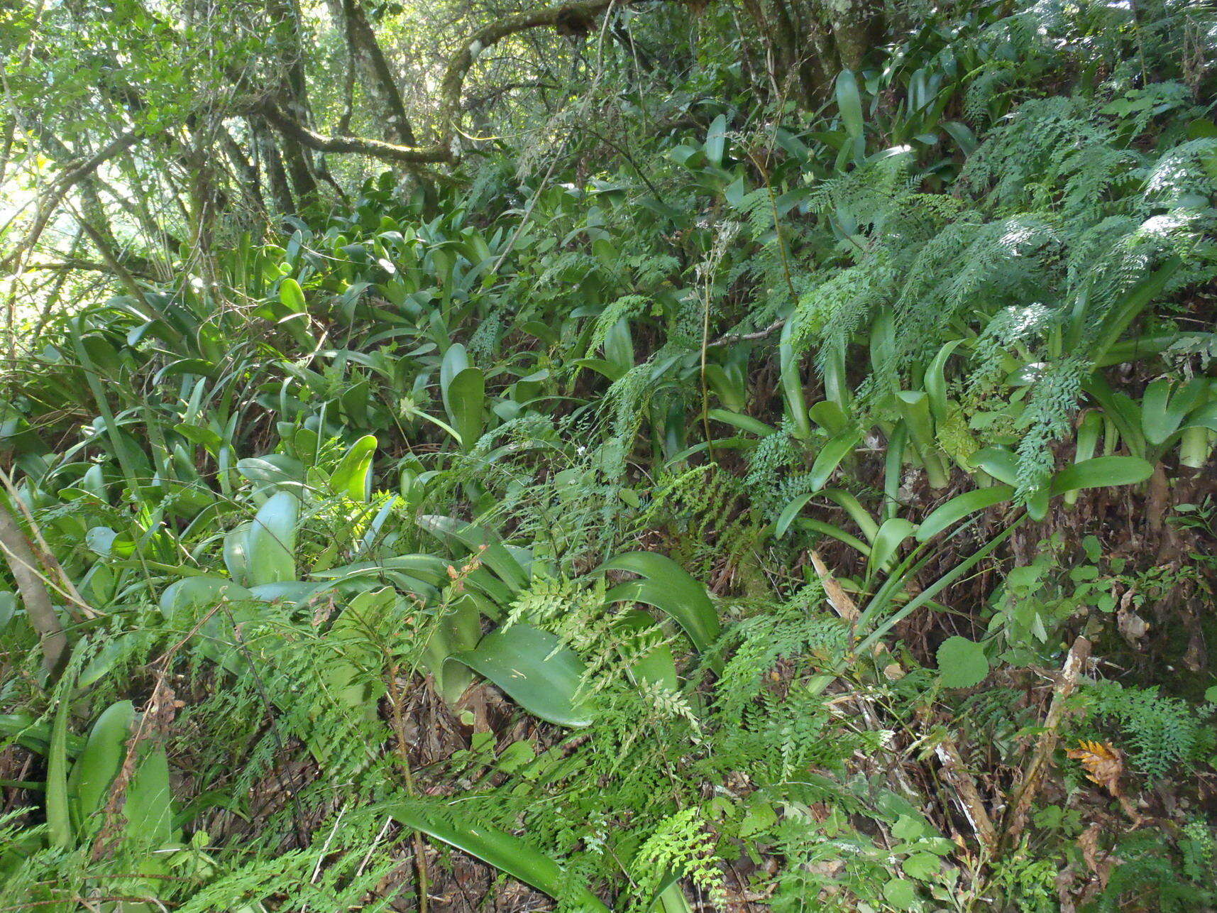 Image of Haemanthus albiflos Jacq.