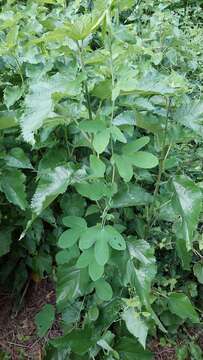 Image of Passiflora gibertii N. E. Brown