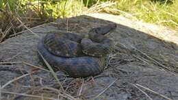 Image of Vipera aspis aspis (Linnaeus 1758)