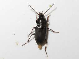 Image of Carabidae