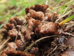 Слика од Thelephora terrestris Ehrh. 1787