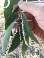 Sivun Melaleuca dealbata S. T. Blake kuva