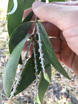 Sivun Melaleuca dealbata S. T. Blake kuva