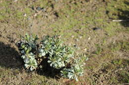 Image of Grindelia covasii A. Bartoli & R. D. Tortosa