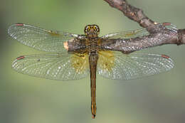 Image of Yellow-winged Darter