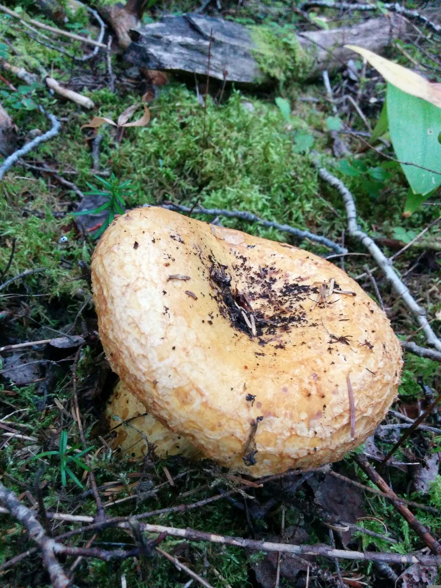 Image of Lactarius repraesentaneus Britzelm. 1885