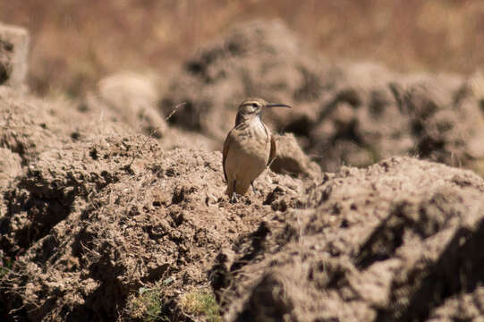 Image of Slender-billed Miner