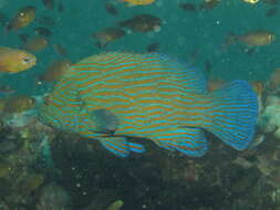 Image of Blue-lined Rock Cod