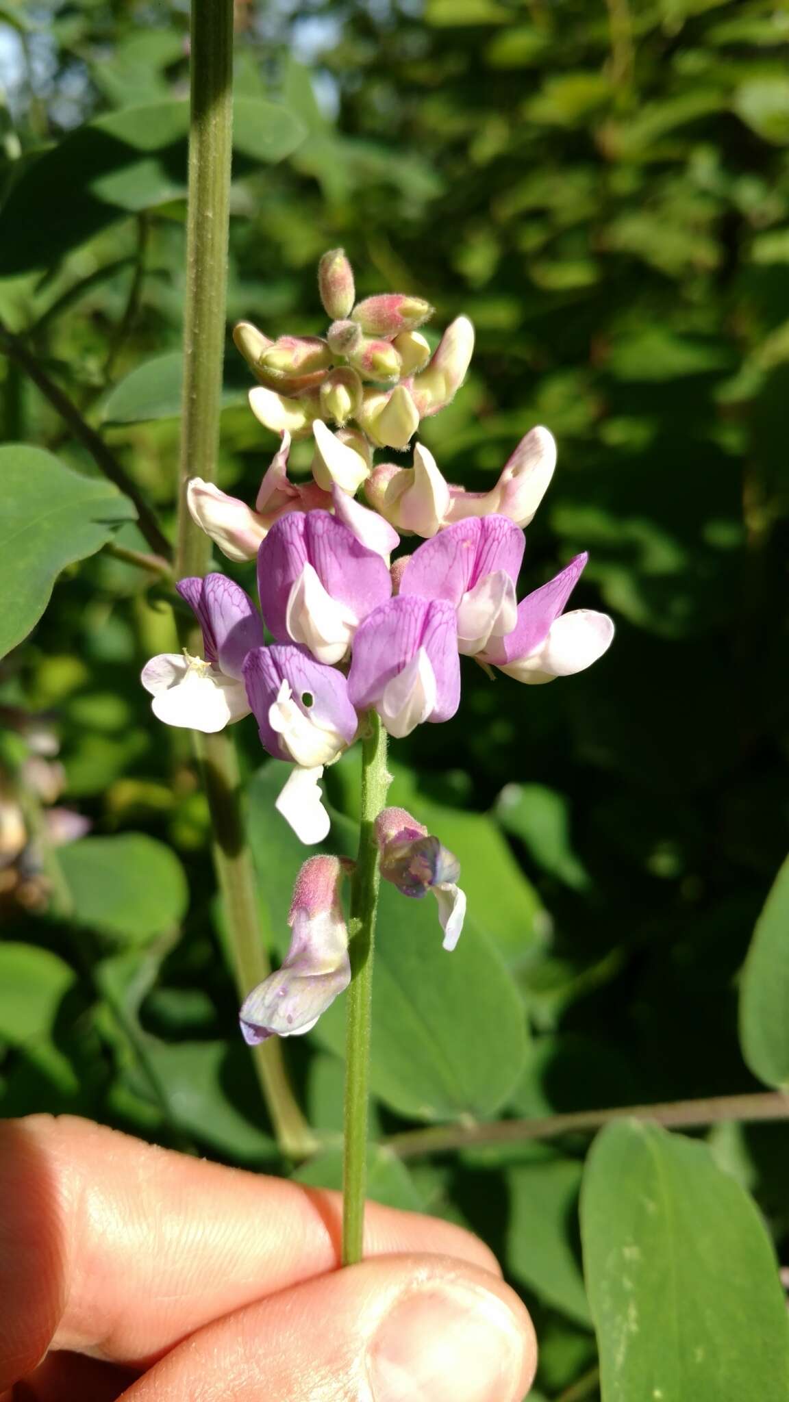 Imagem de Lathyrus venosus Willd.