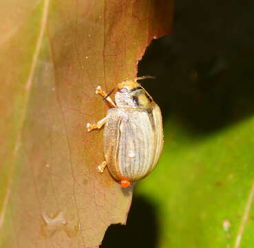 Image of <i>Paropsisterna bimaculata</i>