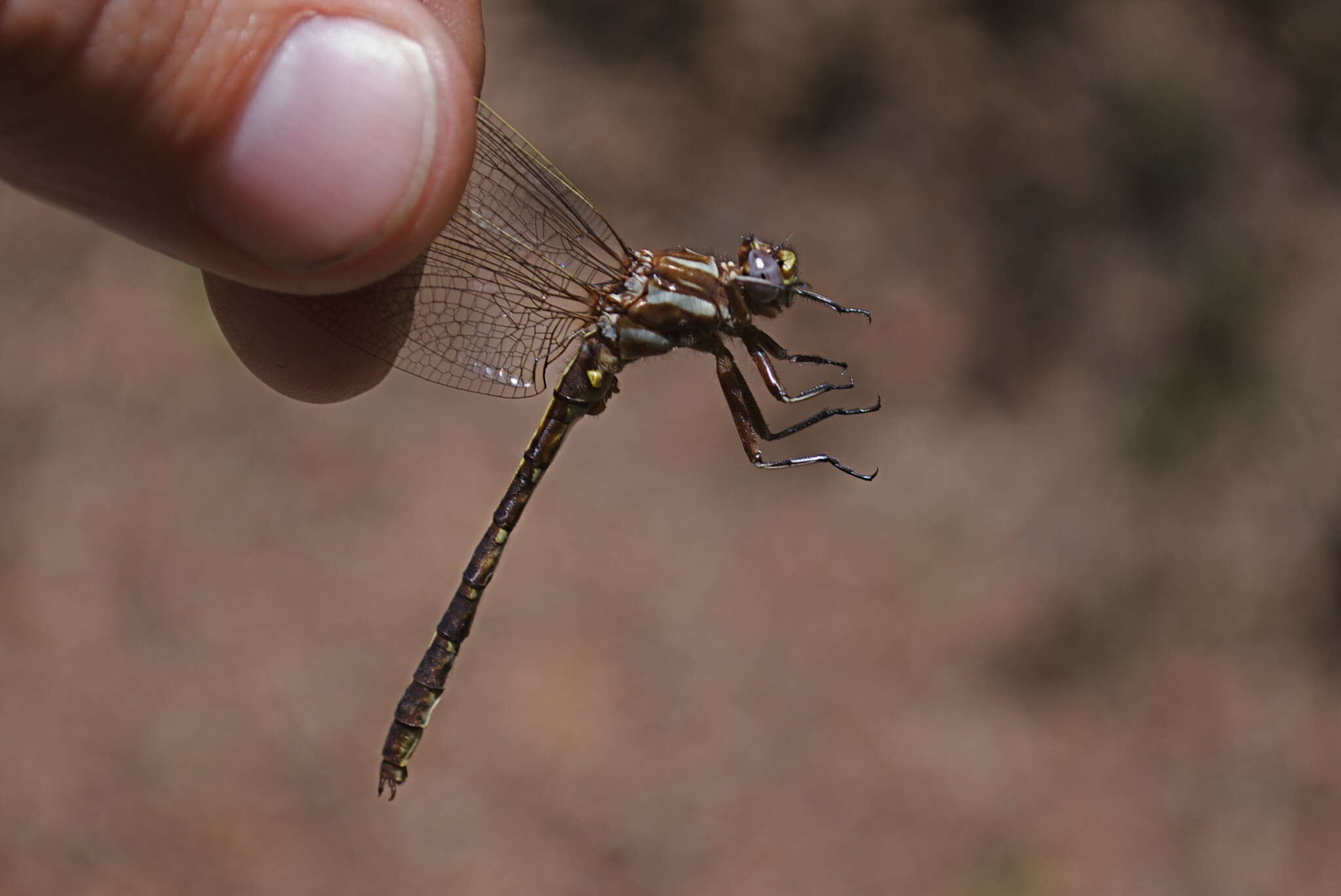 صورة Phanogomphus lividus (Selys 1854)