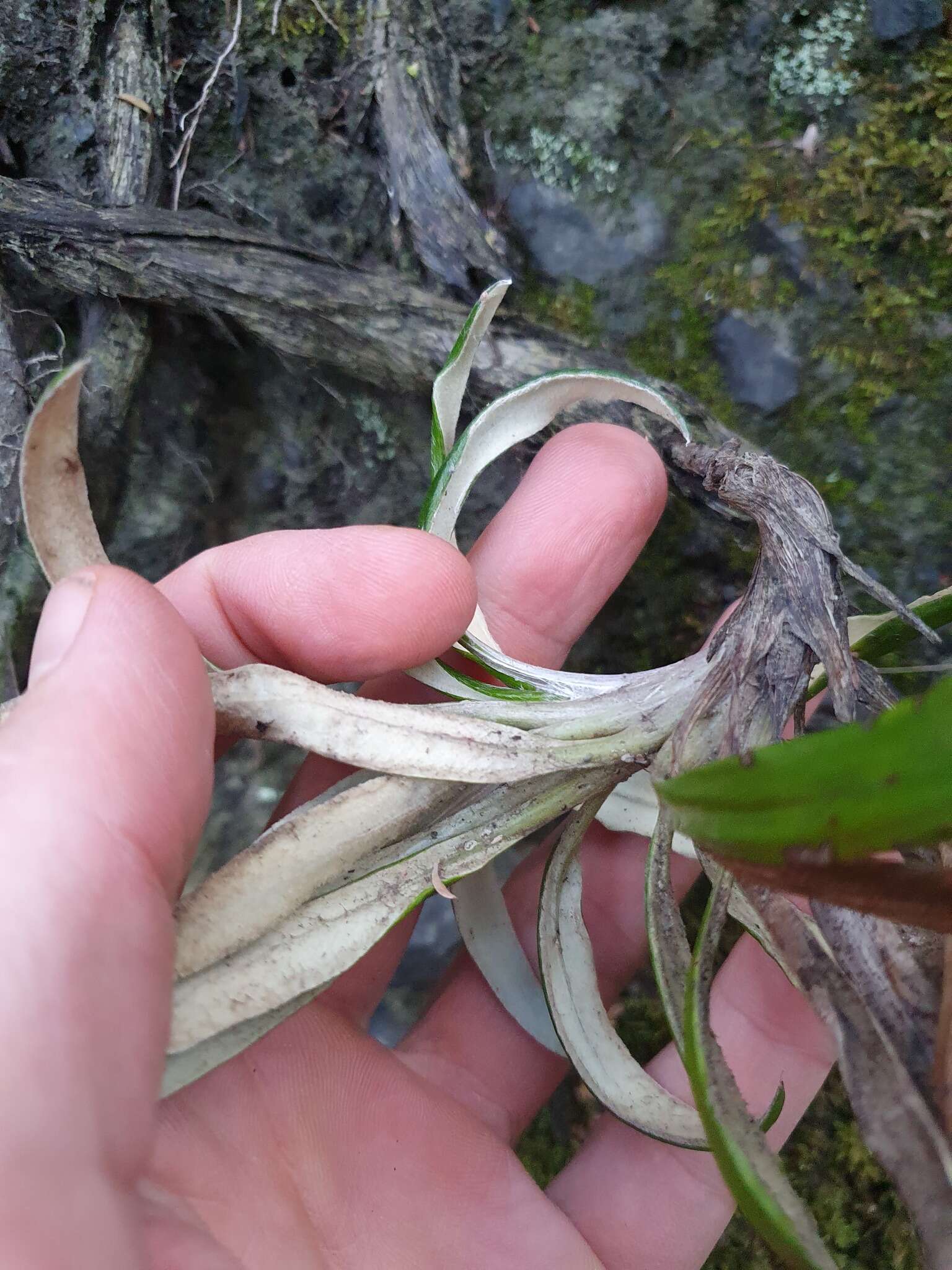 Image of Celmisia spectabilis subsp. lanceolata (Hook. fil.) D. R. Given