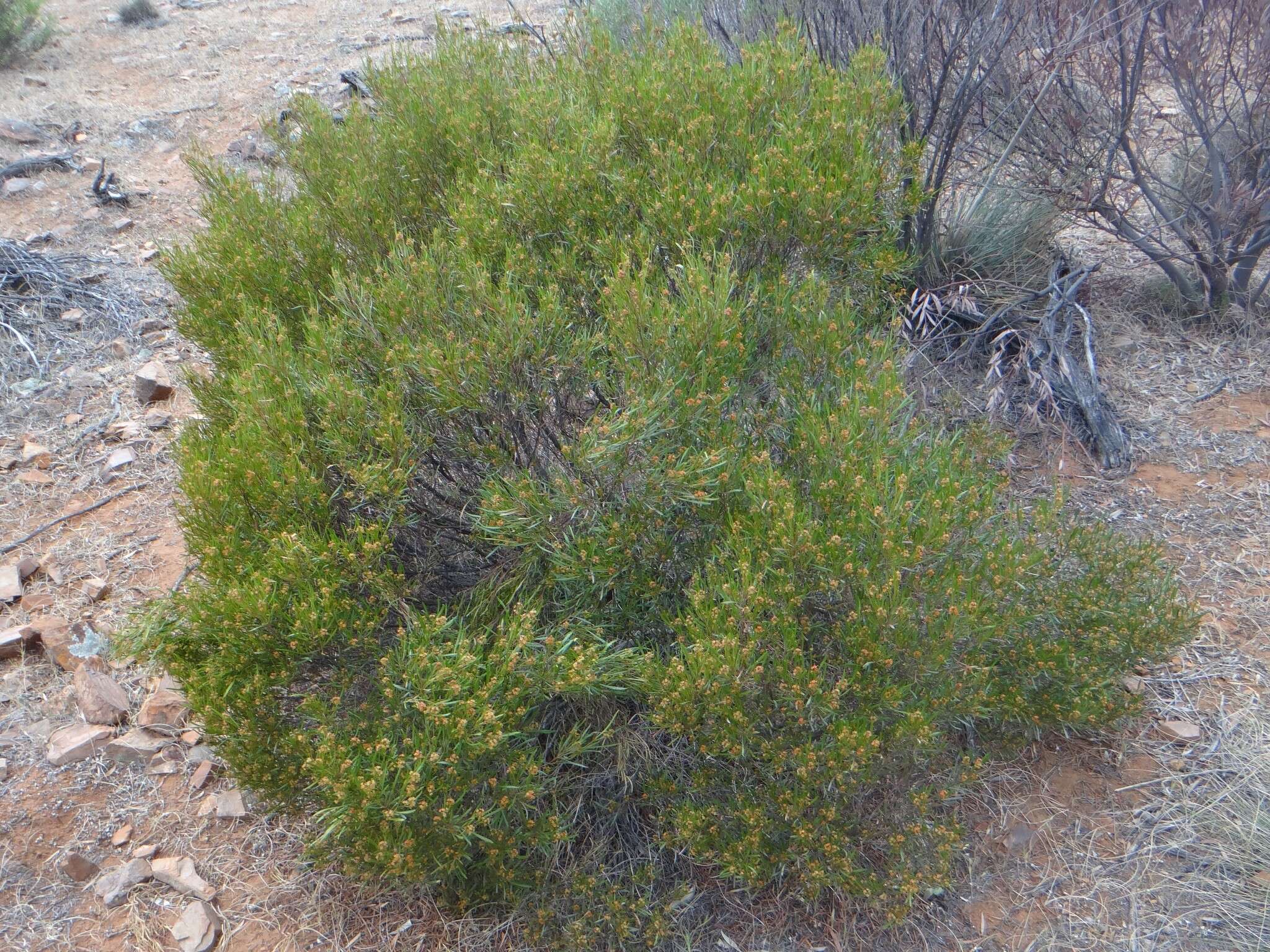 Image de Dodonaea viscosa subsp. angustissima (DC.) J. West