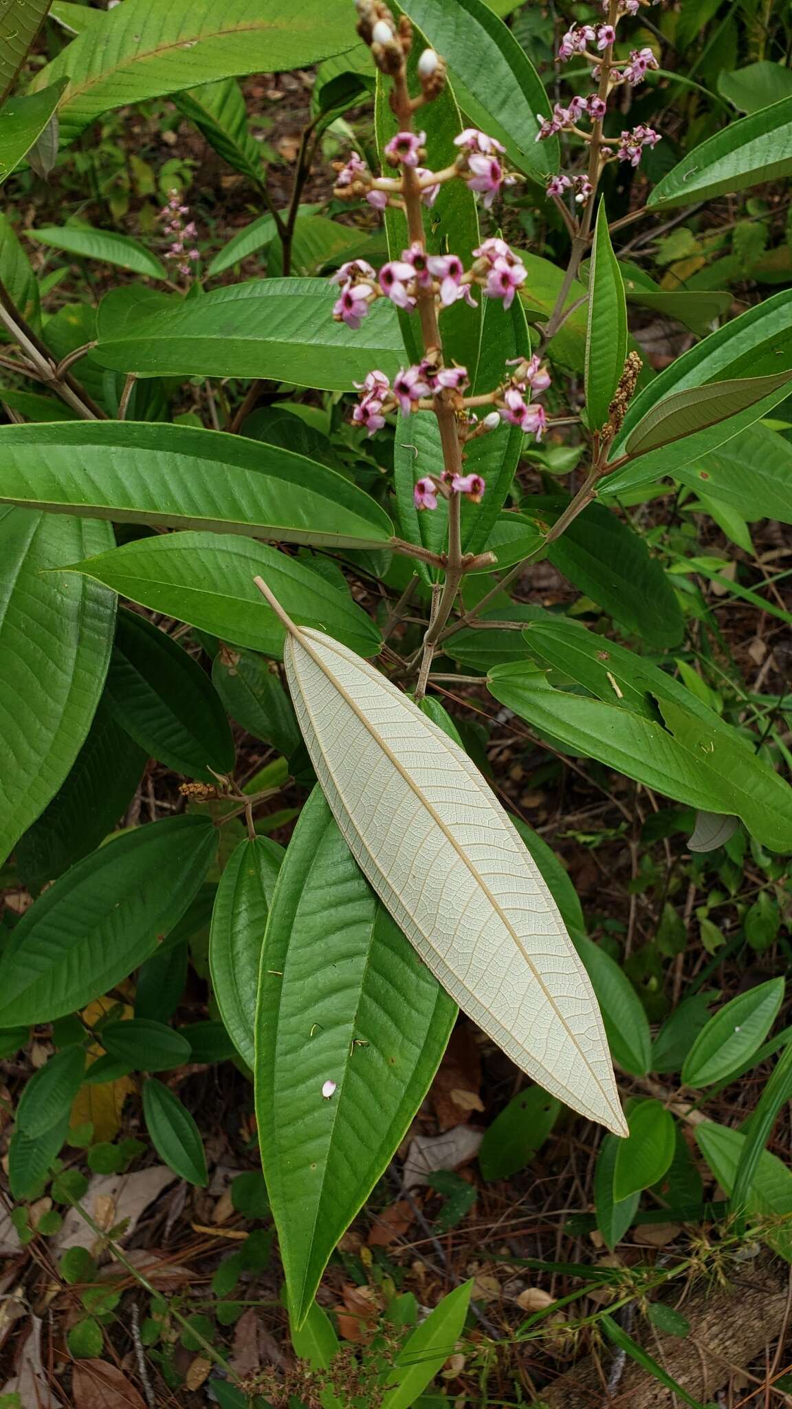 Image of Miconia stenostachya (Schrank & C. Martius) DC.