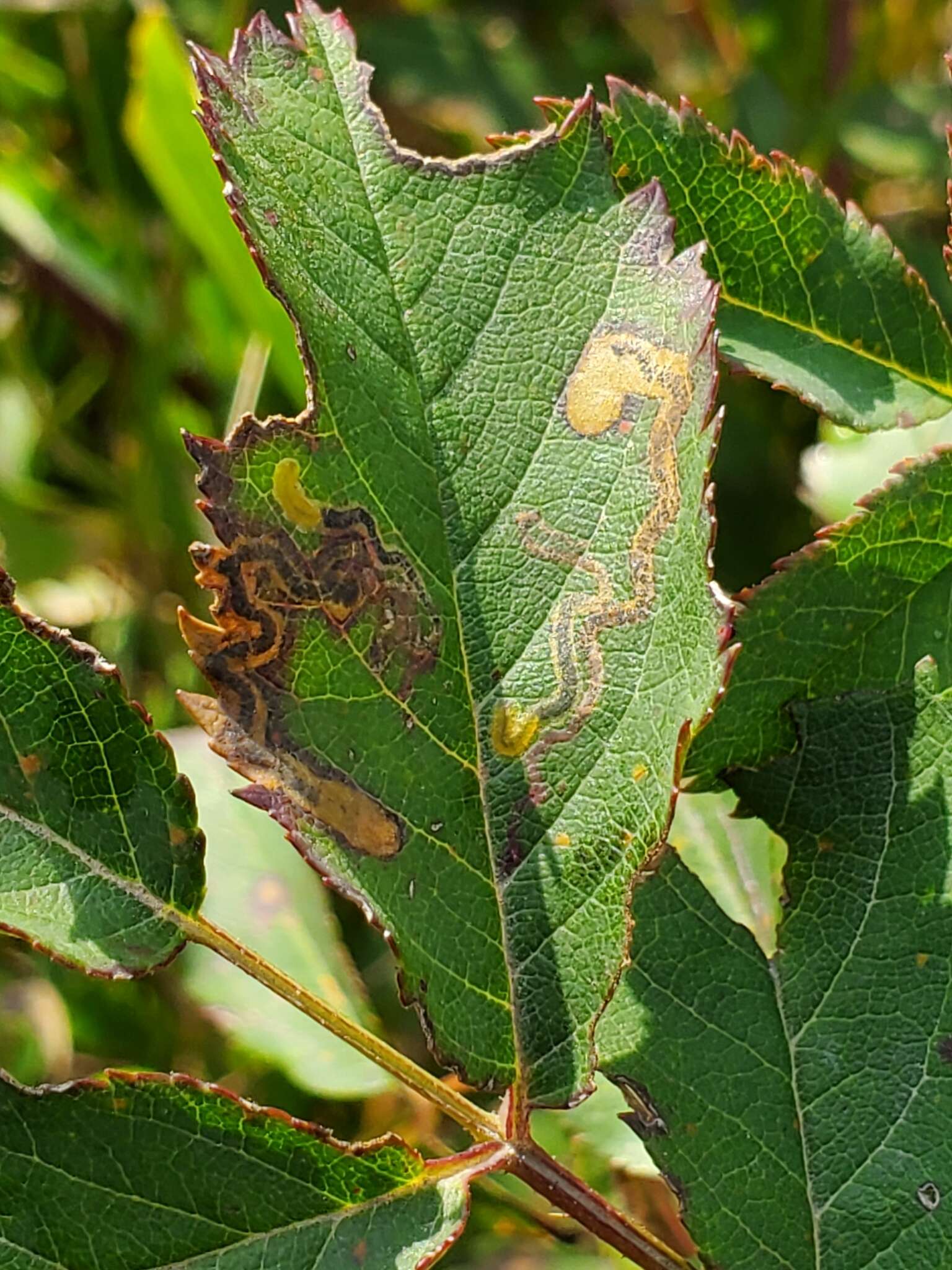 Image of Stigmella rosaefoliella (Clemens 1861) Wilkinson et al. 1979