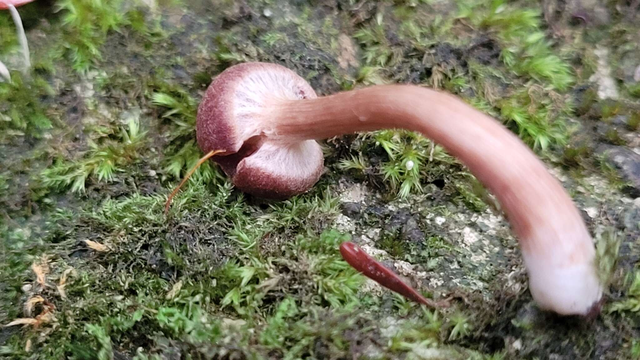 Image of Tubaria confragosa (Fr.) Harmaja 1978