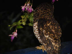 Image of Rufous-banded Owl