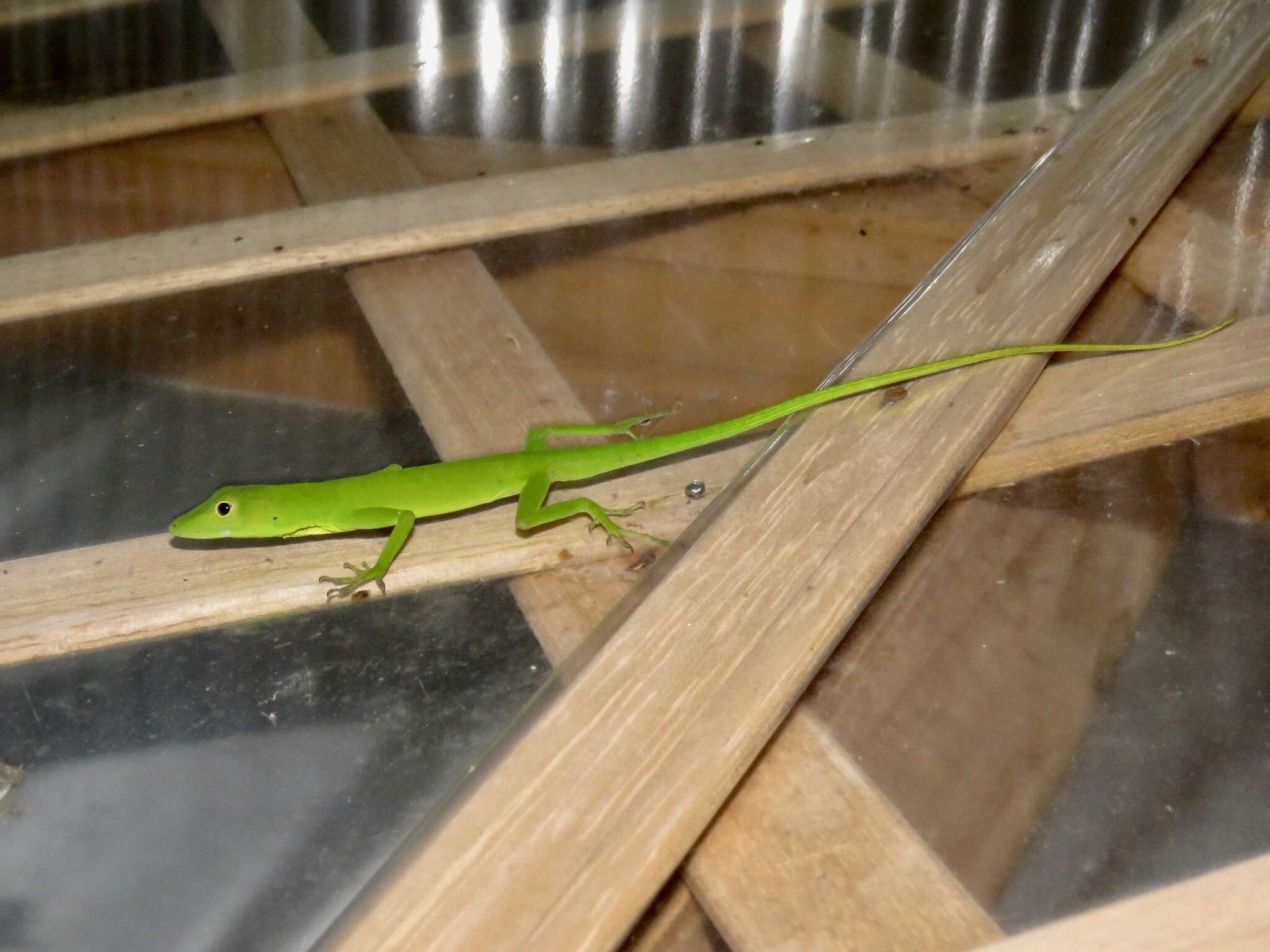 Image of Boulenger's Green Anole