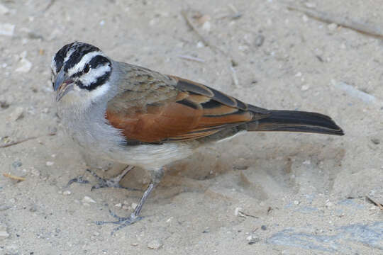 Emberiza capensis bradfieldi (Roberts 1928)的圖片