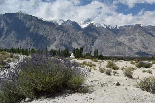 Image of <i>Salvia abrotanoides</i>