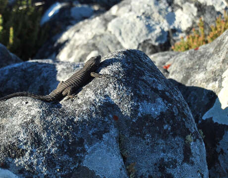 Image of Black girdled lizard