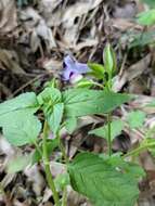 Image of Torenia violacea (Azaola ex Blanco) Pennell