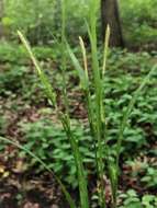 Image of Hitchcock's sedge