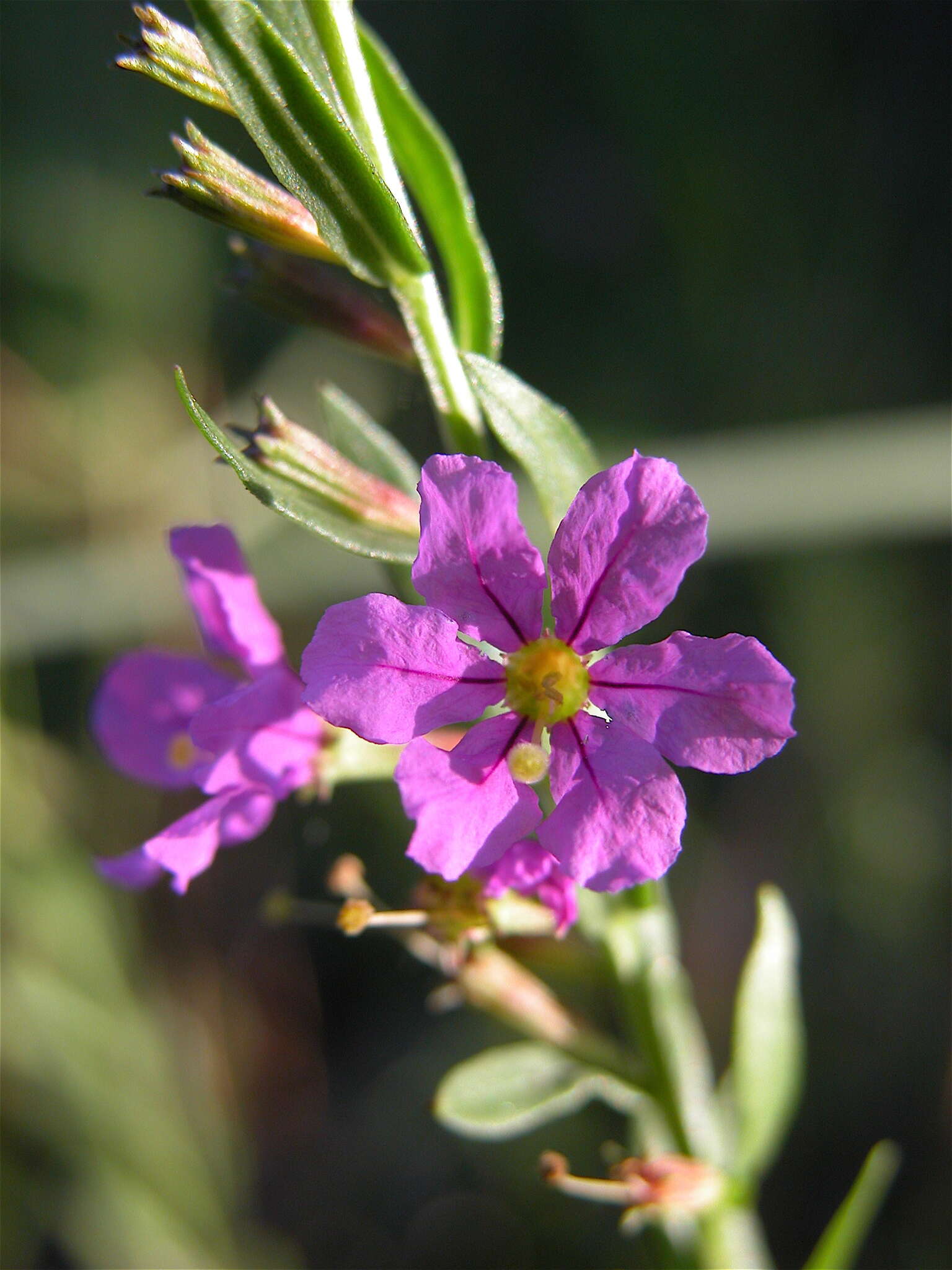 Imagem de Lythrum alatum subsp. lanceolatum (Elliott) A. Haines