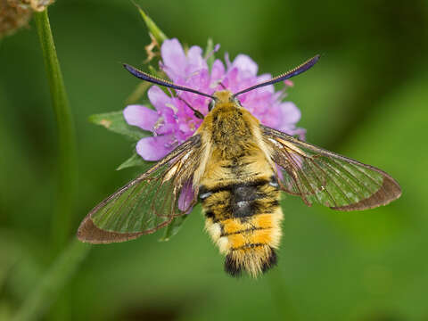 Imagem de Hemaris tityus (Linnaeus 1758)