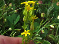 Image of Sebaea exacoides (L.) Schinz