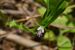 Image of Polygala glomerata Lour.