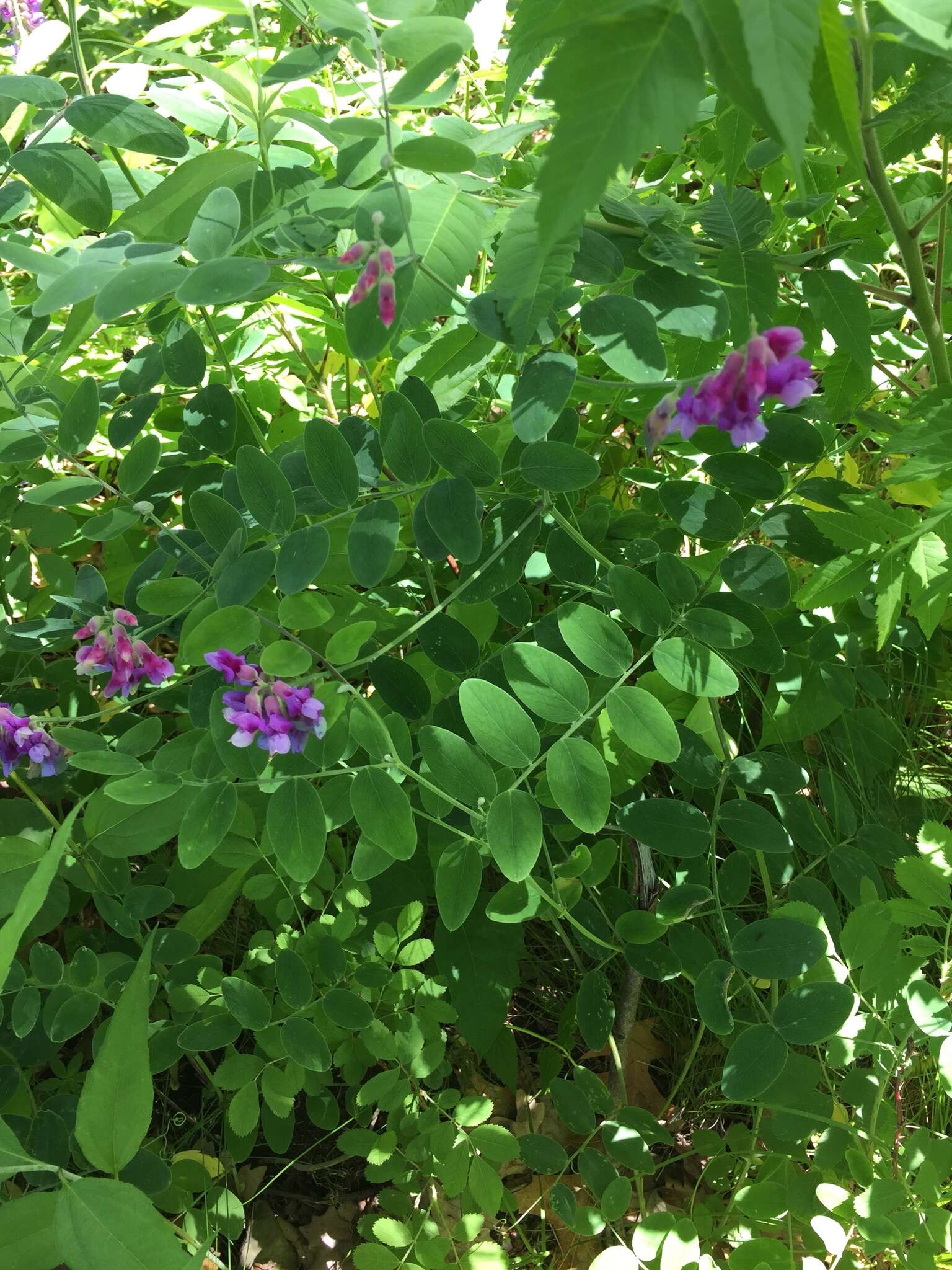 Imagem de Lathyrus venosus Willd.