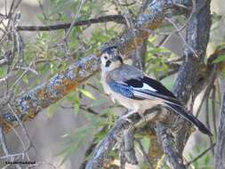 Image of Garrulus glandarius cervicalis Bonaparte 1853