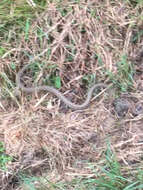 Image of Atlantic Salt Marsh Snake