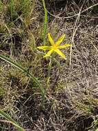 Image of yelow tulip