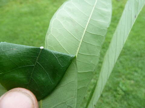 Image of Guiana brosimum