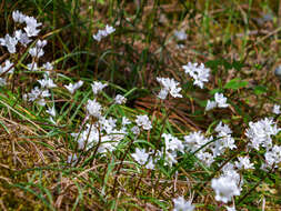 Image of Brimeura fastigiata (Viv.) Chouard