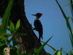 Imagem de Dryocopus lineatus lineatus (Linnaeus 1766)