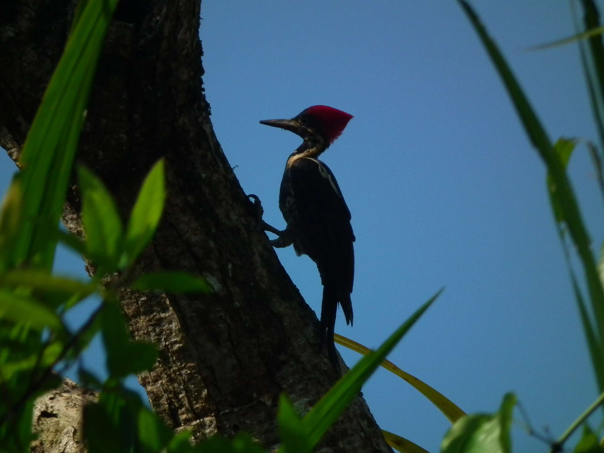 Image of Dryocopus lineatus lineatus (Linnaeus 1766)