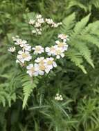 Sivun Achillea impatiens L. kuva