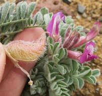 Image of cobblestone milkvetch