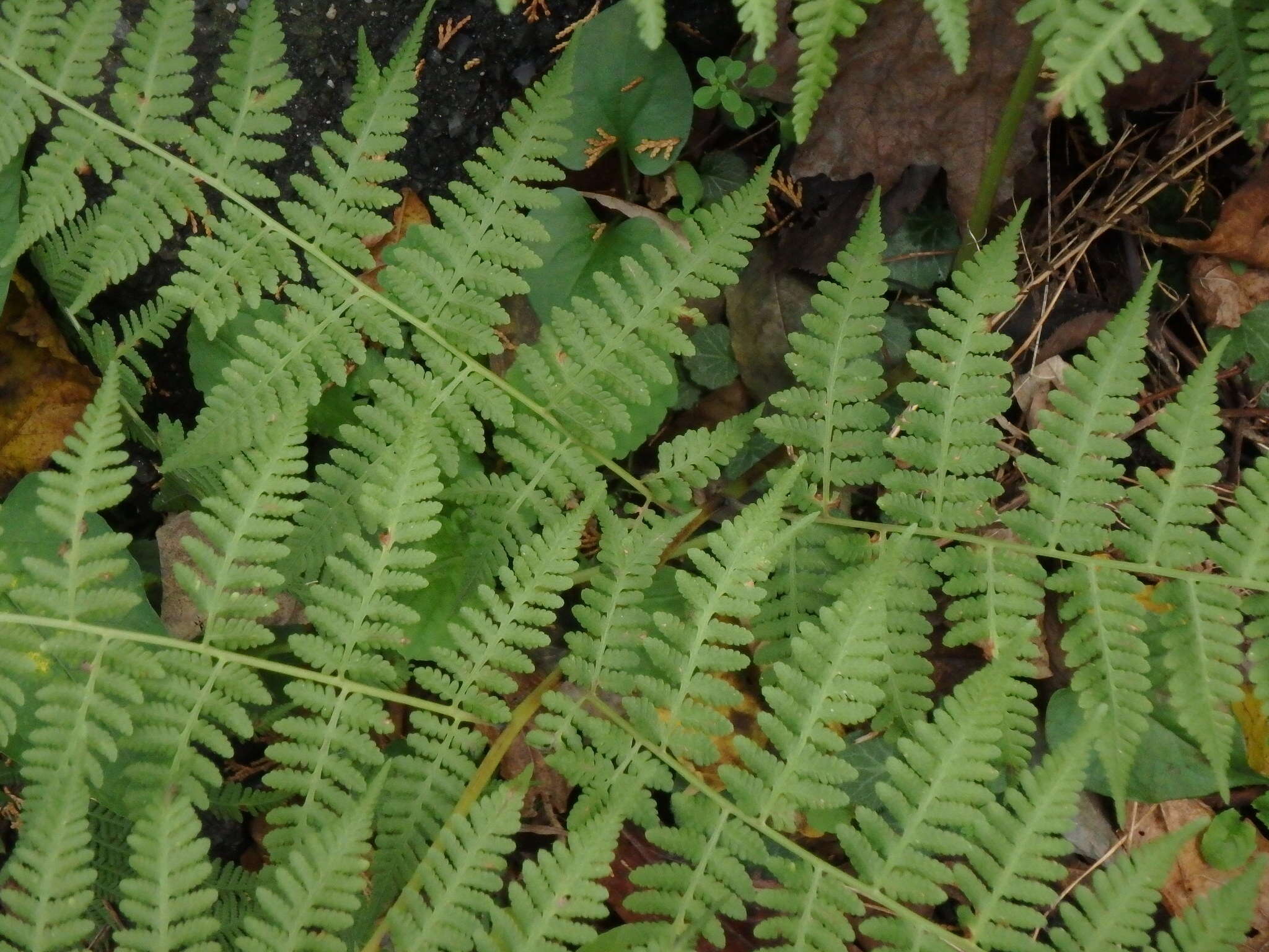 Image of Macrothelypteris viridifrons (Tag.) Ching