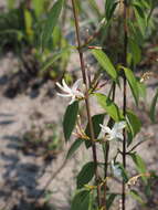 Chamaeclitandra henriquesiana (Hall. fil.) Pichon的圖片