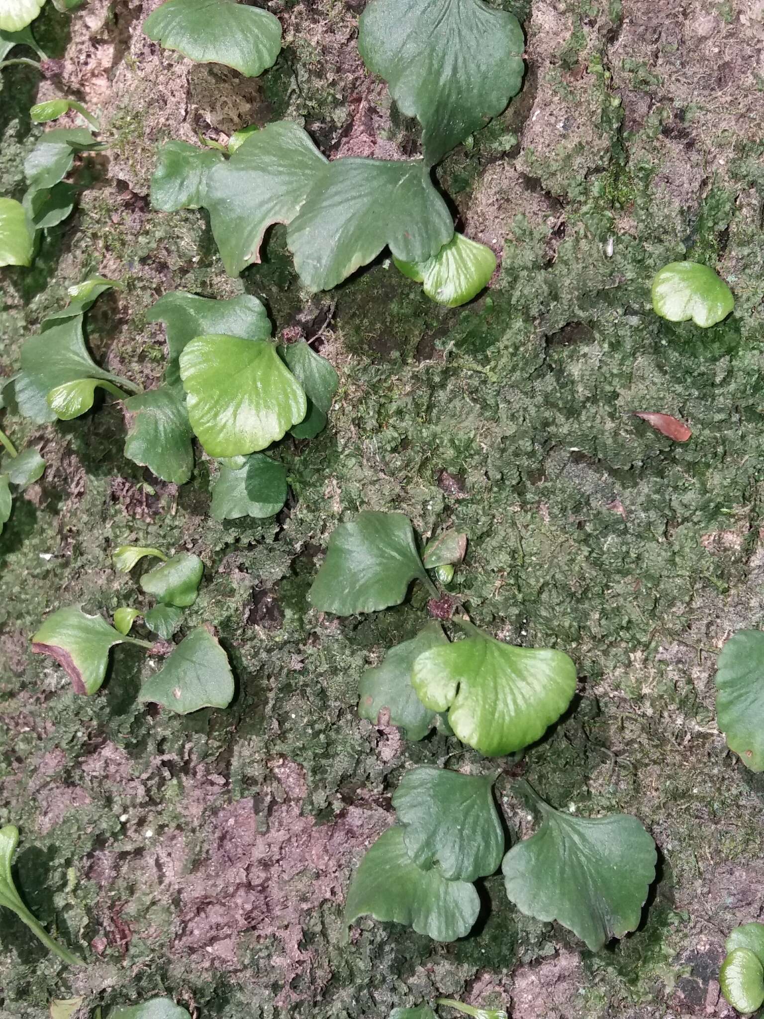 Image of Asplenium trilobum Cav.
