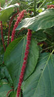 Image of chenille plant