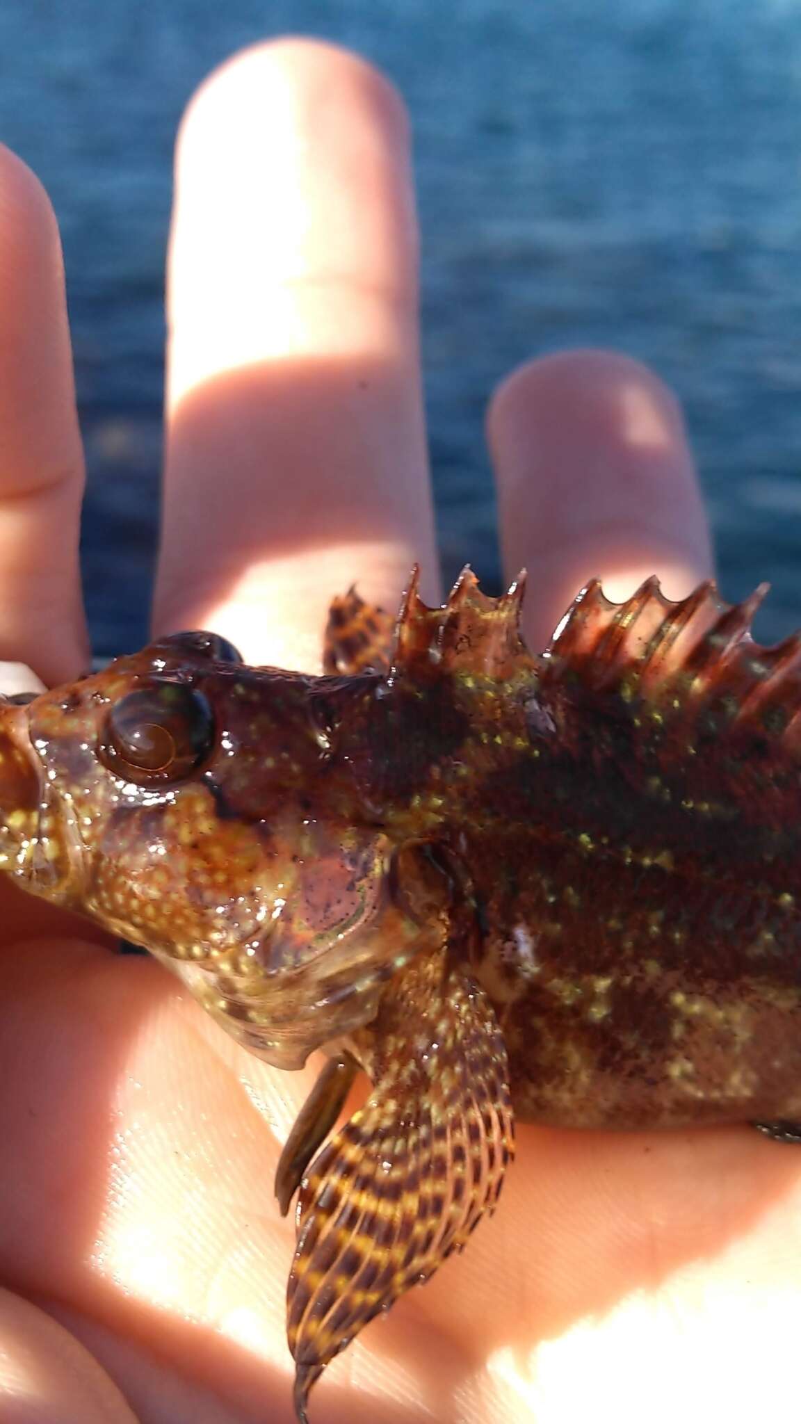 صورة Labrisomus nuchipinnis (Quoy & Gaimard 1824)