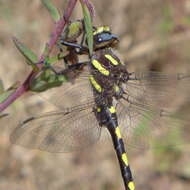 Image of Pacific Spiketail